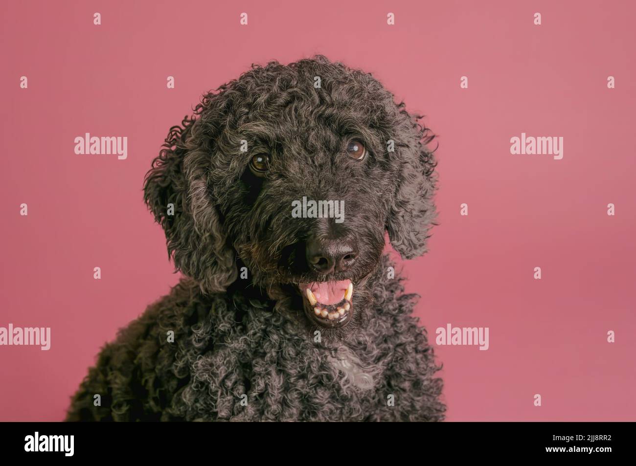 Formal studio portrait of a gorgeous black Labradoodle dog, photographed against a plain pink background Stock Photo