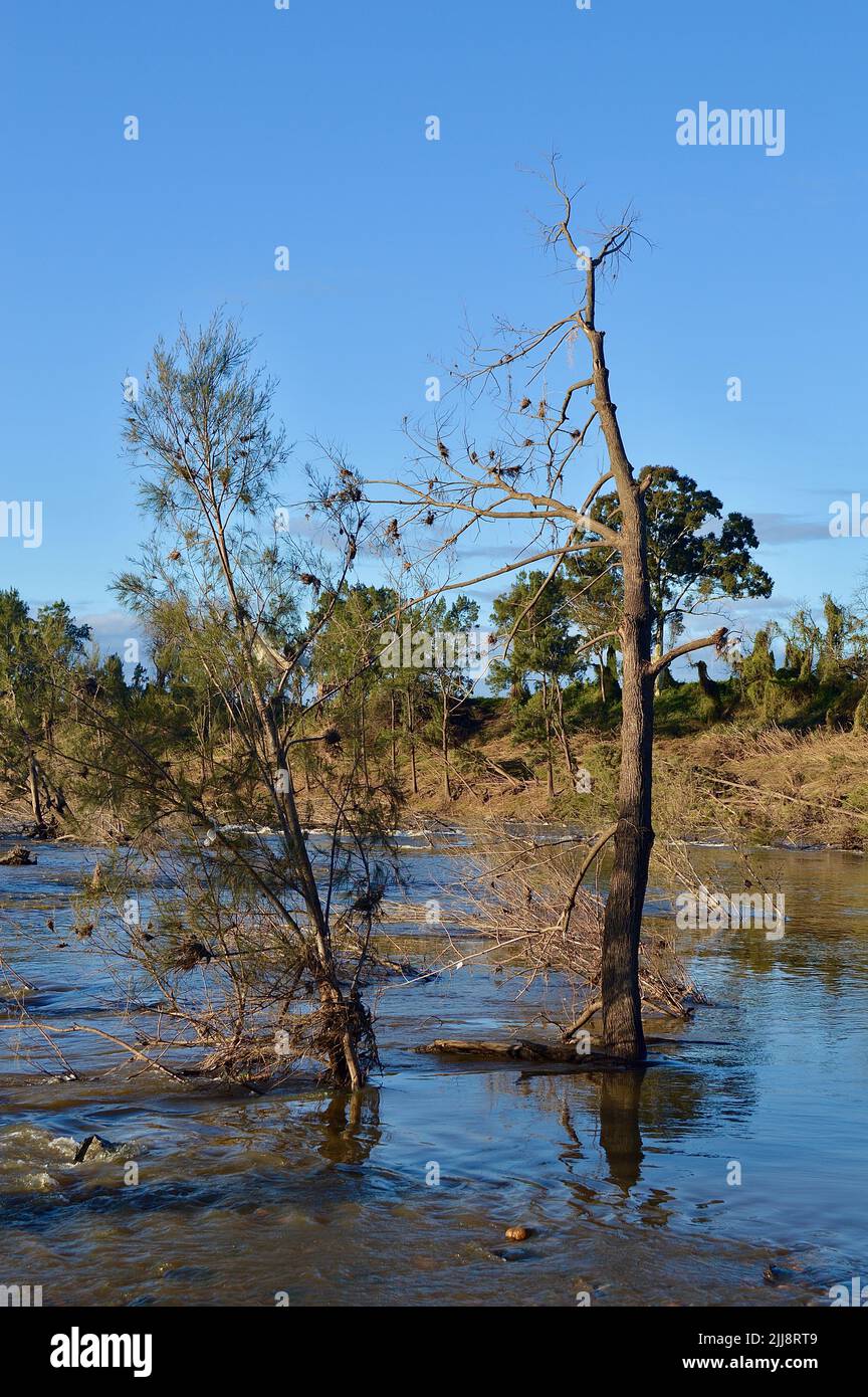 Trees damaged and uprooted by the Australian floods at Yarramundi in ...