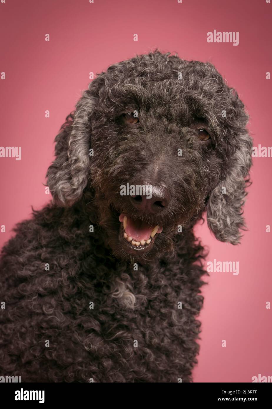 Formal studio portrait of a gorgeous black Labradoodle dog, photographed against a plain pink background Stock Photo