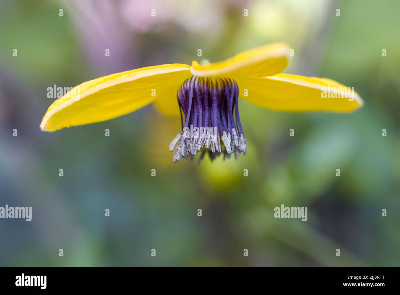 A beautiful Clematis Tangutica flower showing its beautiful yellow petals Stock Photo