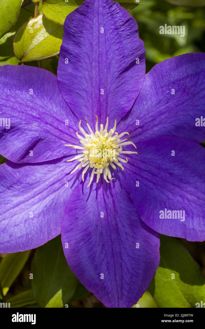Close up of a brightly coloured, deep purple Clematis flower Stock Photo