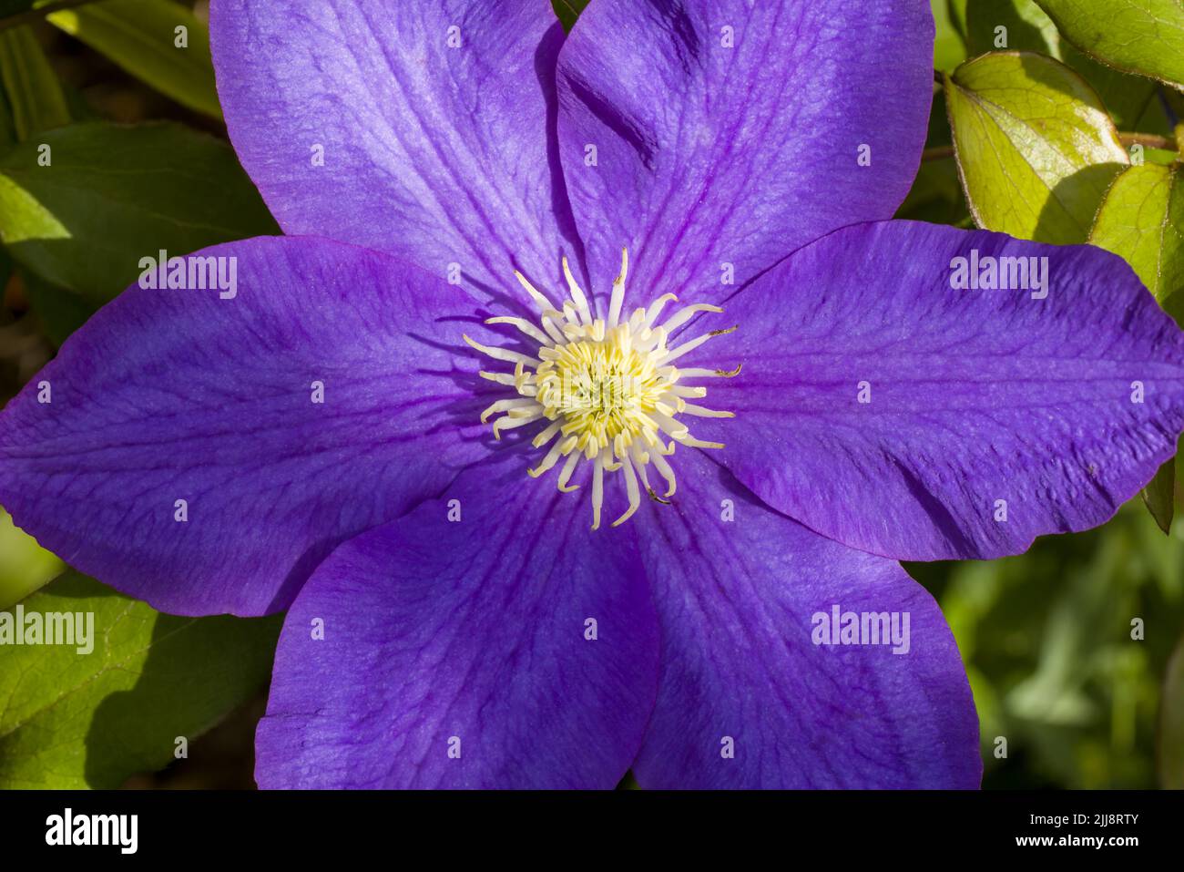 Close up of a brightly coloured, deep purple Clematis flower Stock Photo