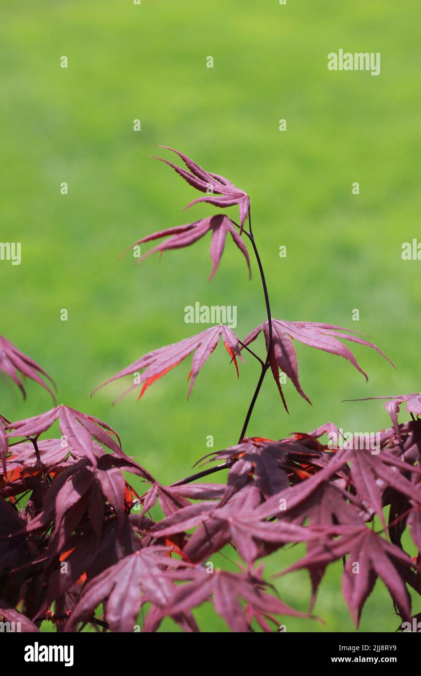 Japanese red maple tree growing in the garden on a sunny summer day
