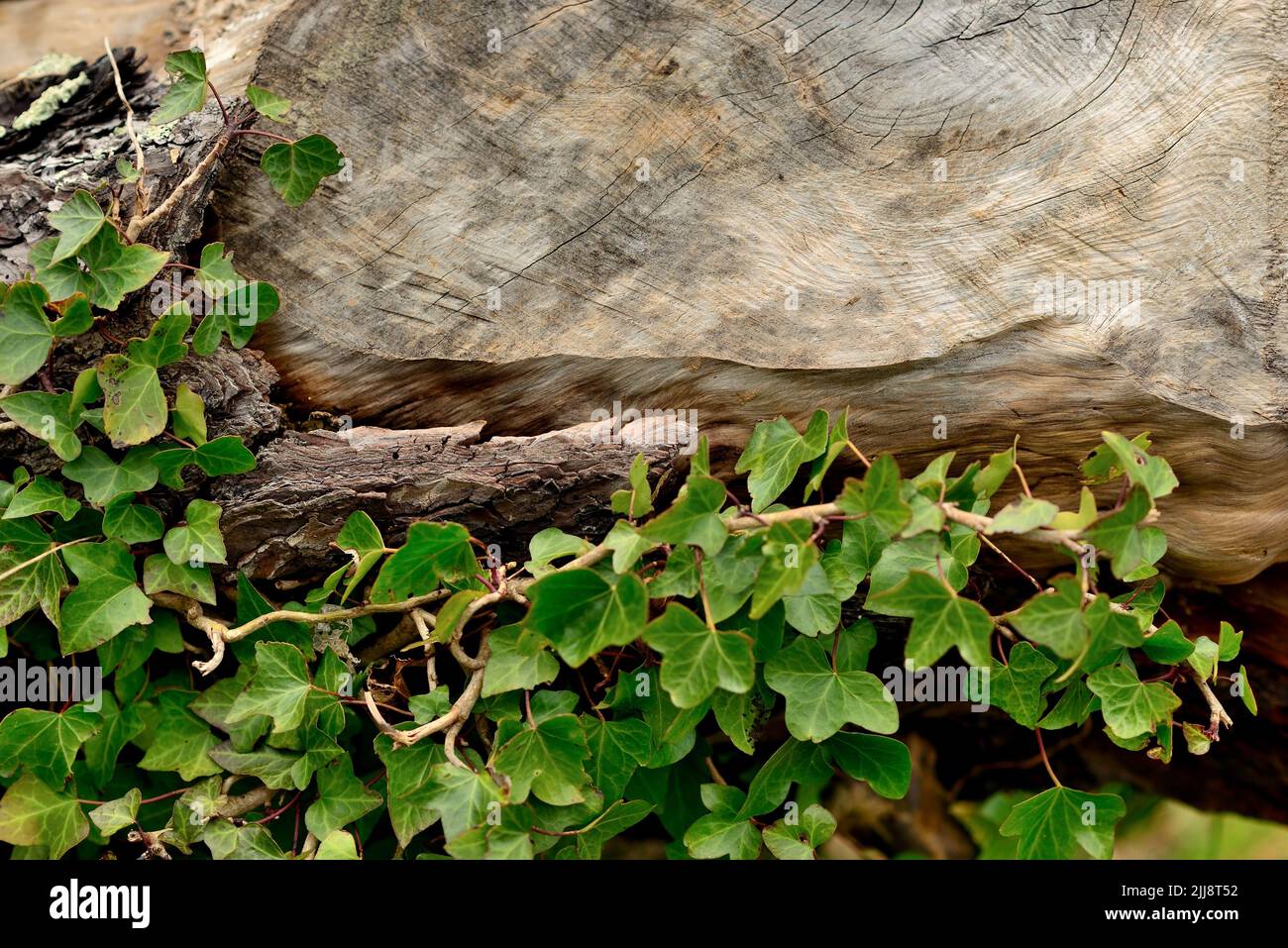 Markings on a fallen tree trunk. Stock Photo