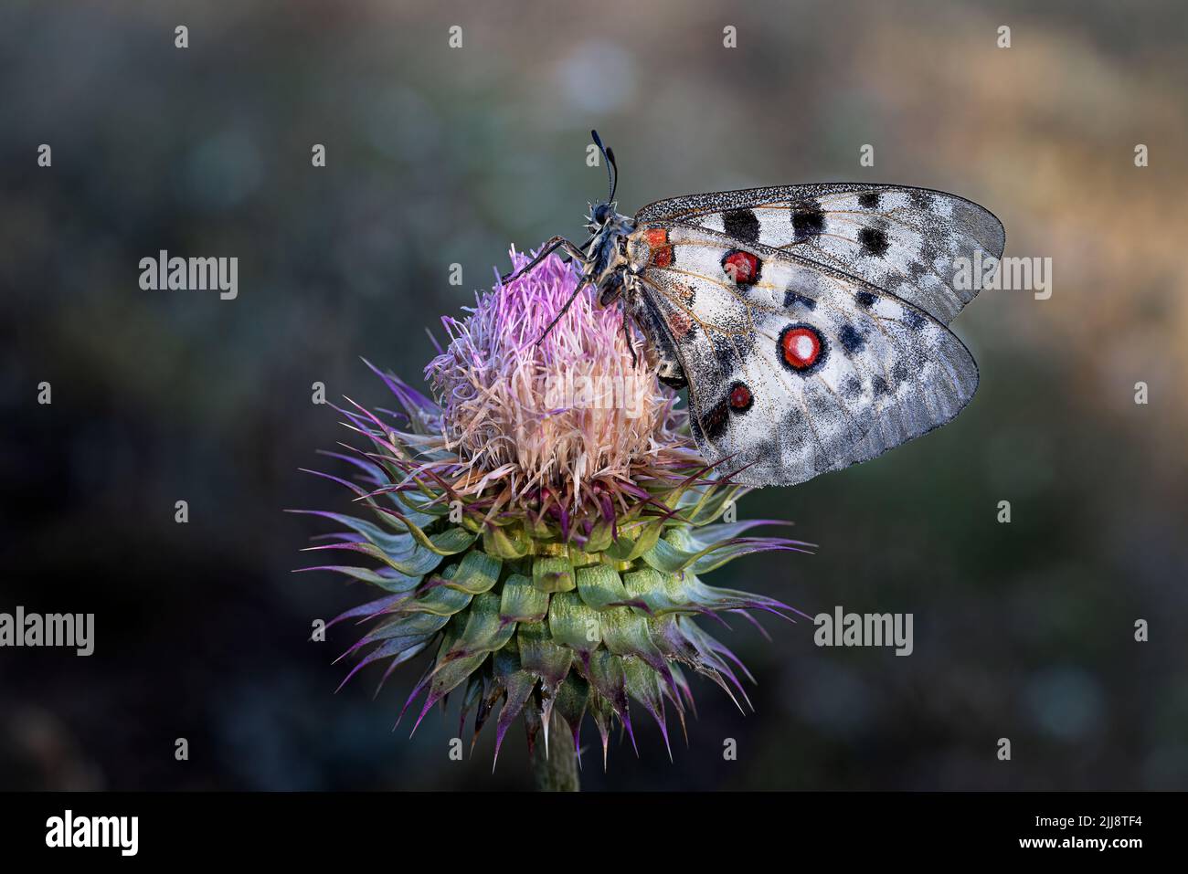 Apollo Butterfly Stock Photo