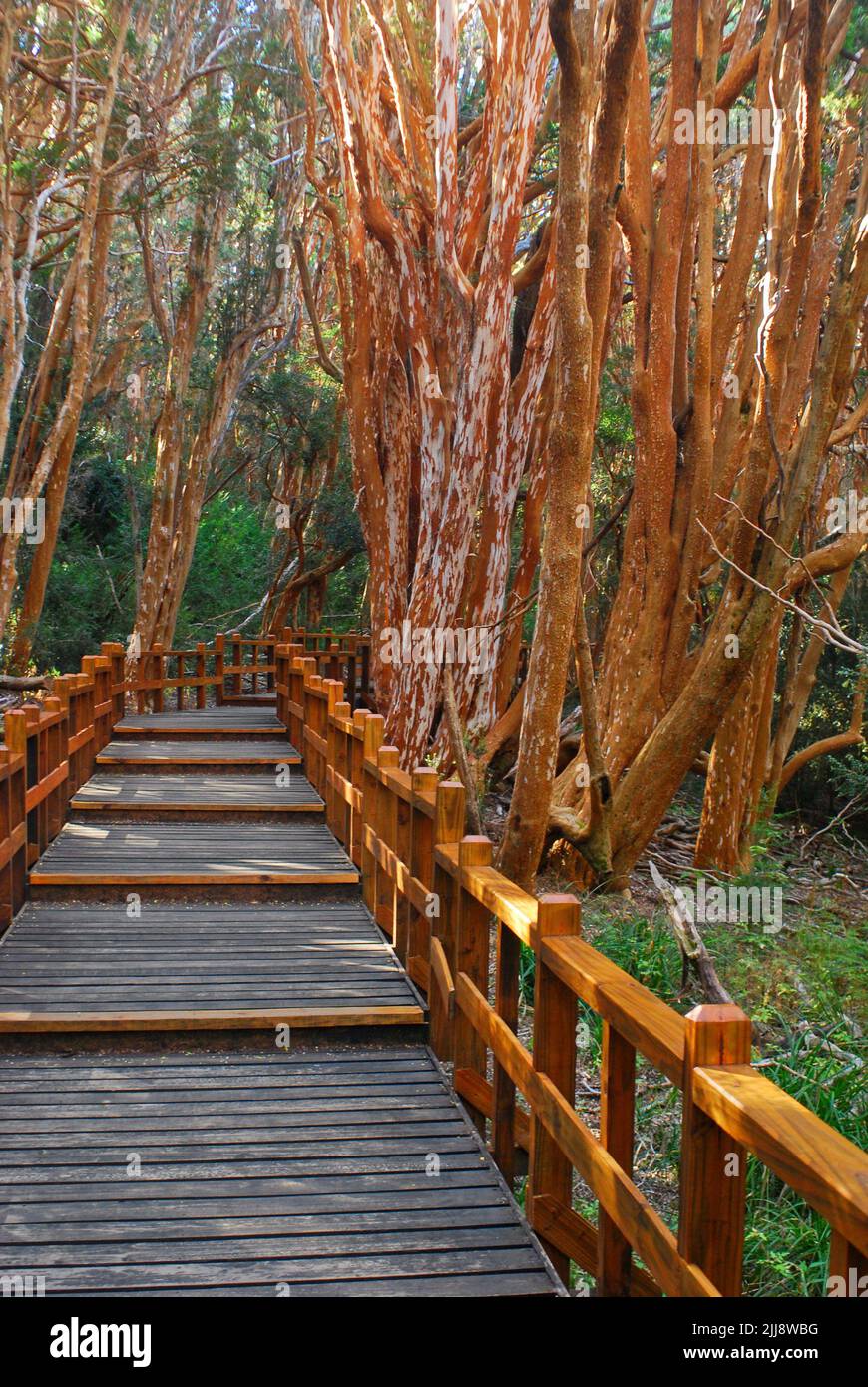 Wooden trail in Arrayanes National Park, Villa la Angostura, Argentina. A forest with orange-colored trees, the place that inspired Walt Disney. Stock Photo