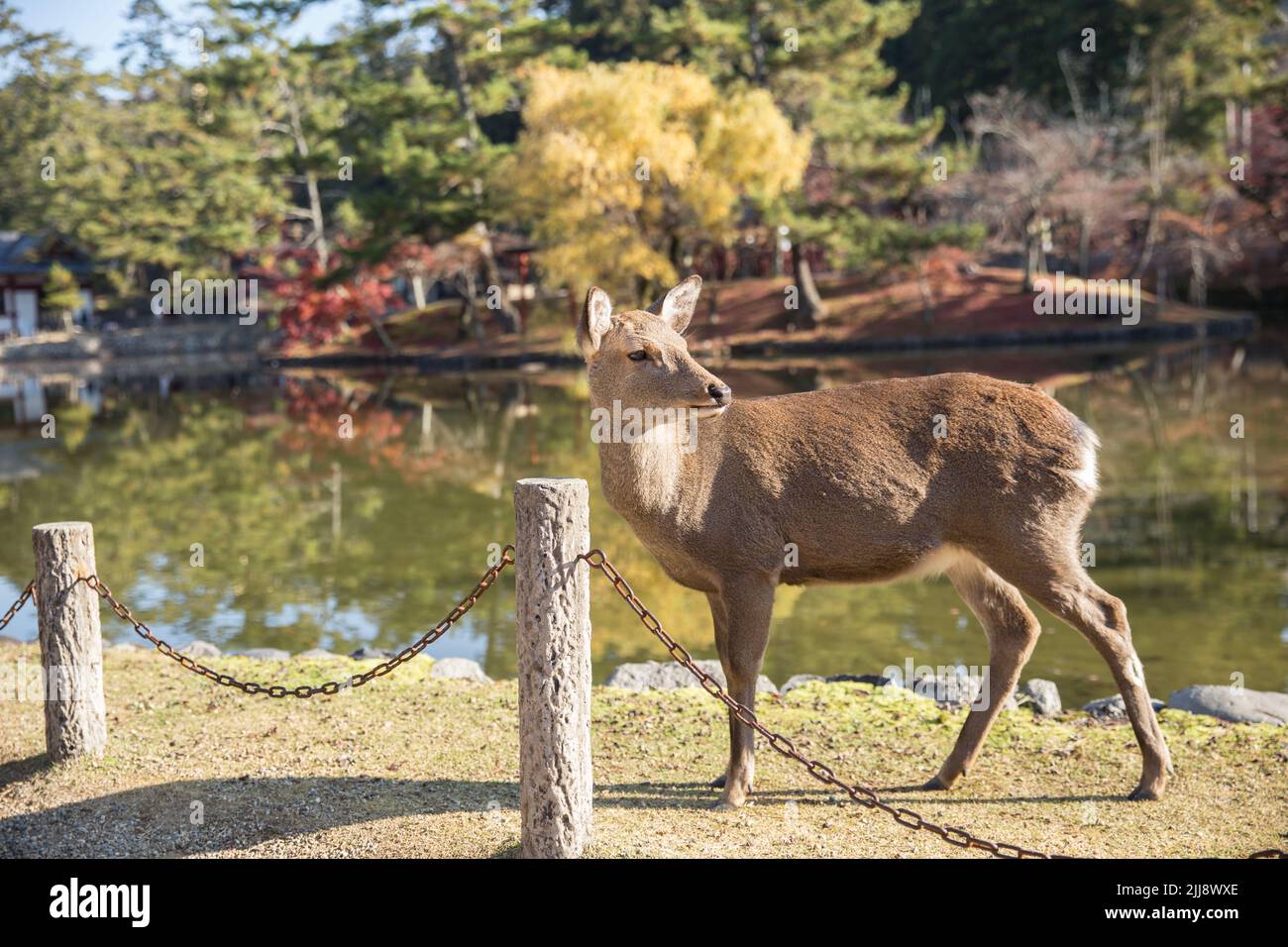 Wild Deer in Nara Park popular travel location in Kansai region of Japan. Stock Photo