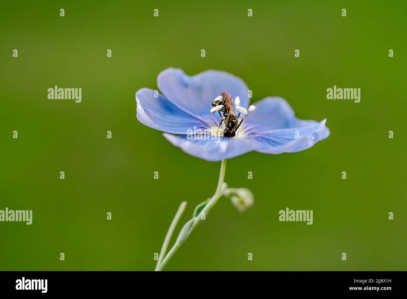 Close up of blue flax flower with a bee on natural green background Stock Photo