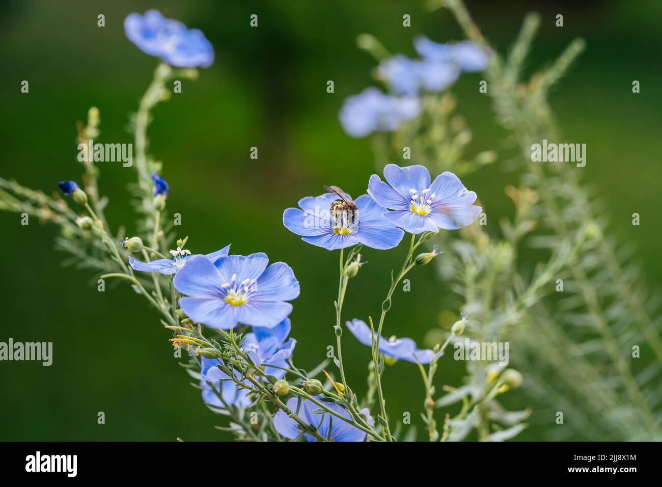 Blue flax flowers beeing pollinated with bees on green background. Nature concept Stock Photo