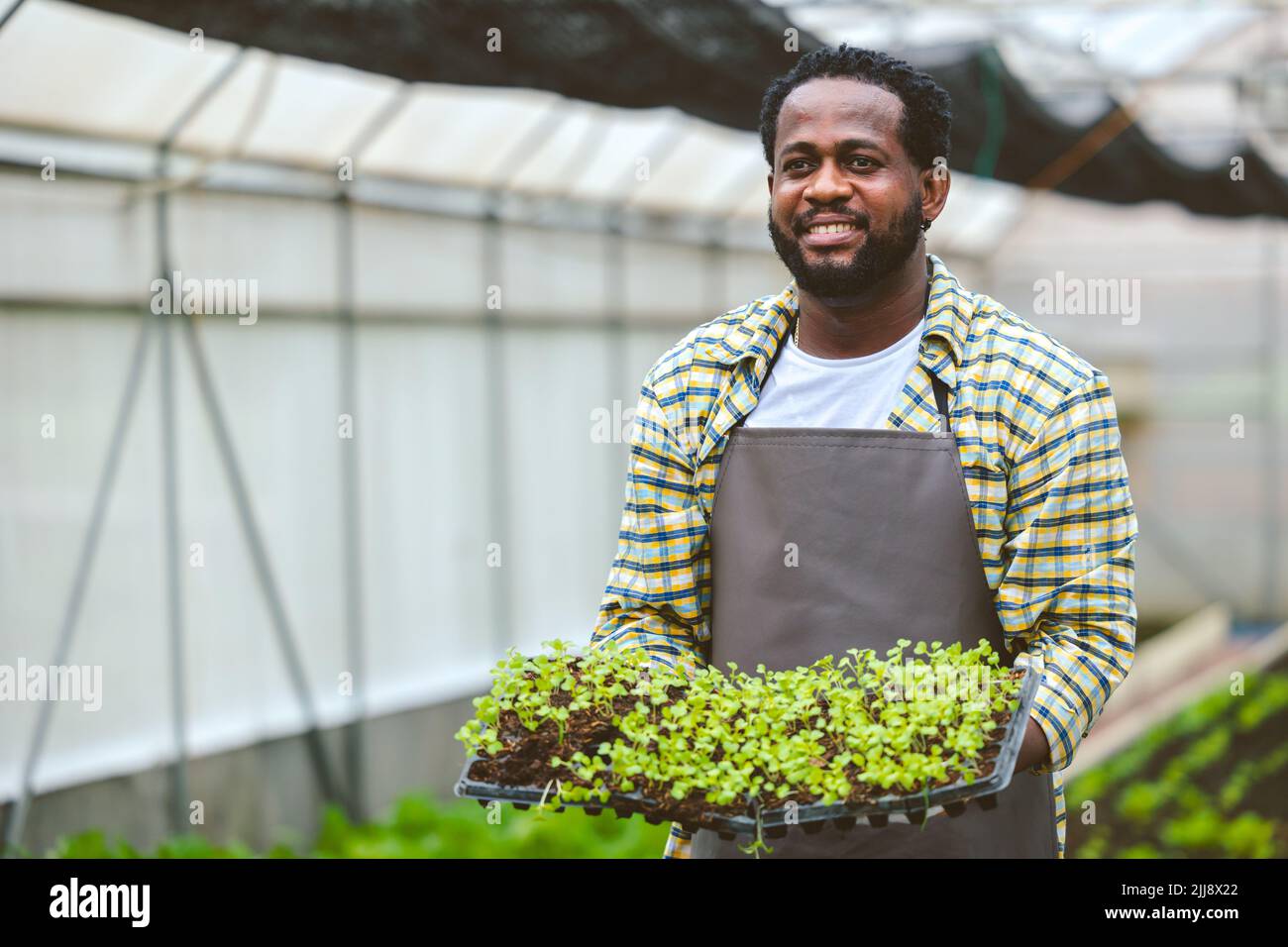 African farmer showing baby plant at organic greenhouse nursery Agriculture farm and happy with vegetable farming business. Stock Photo
