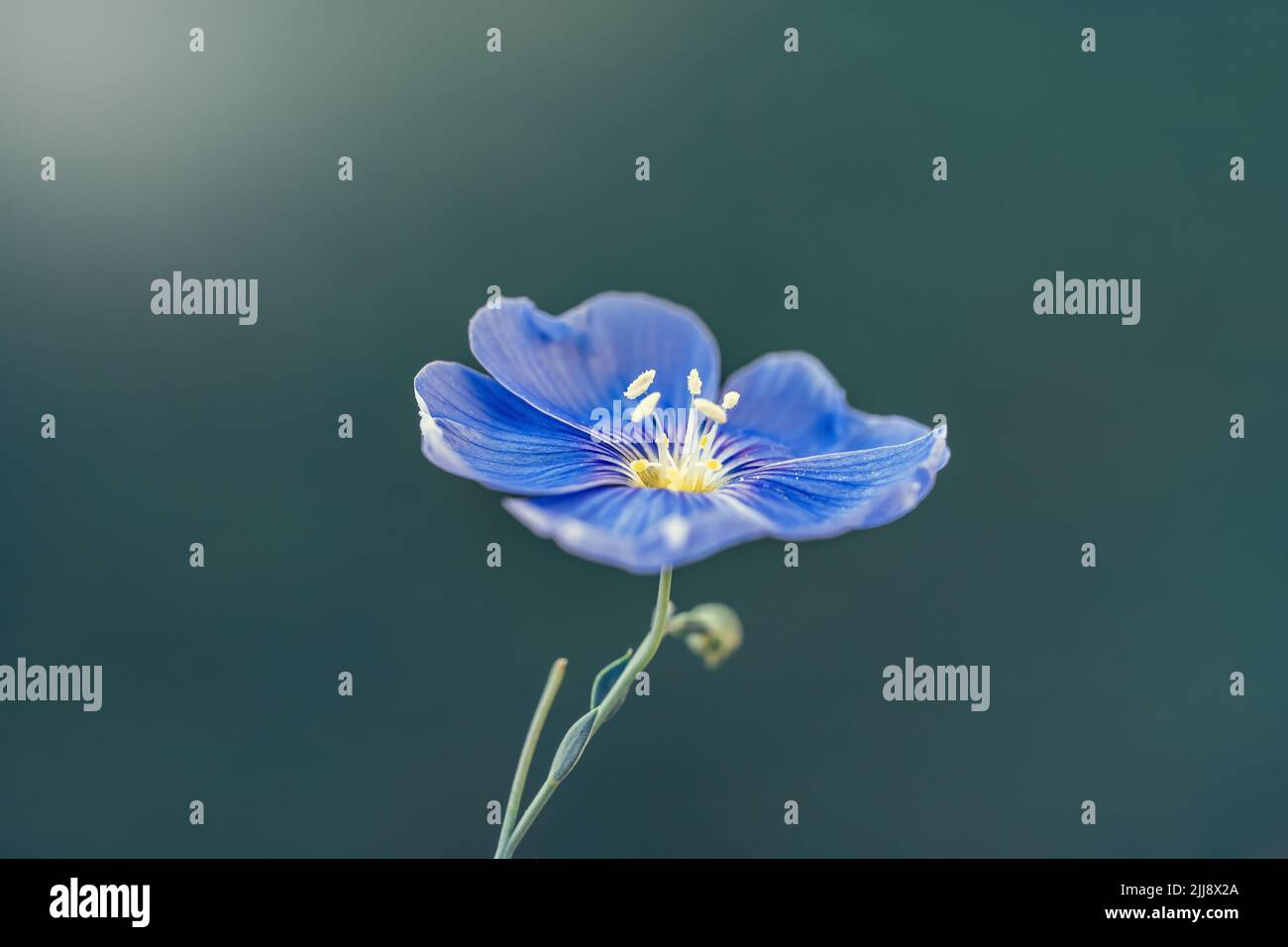 Flax flower or linum perenne on natural blue background. Macro shot. Nature background Stock Photo