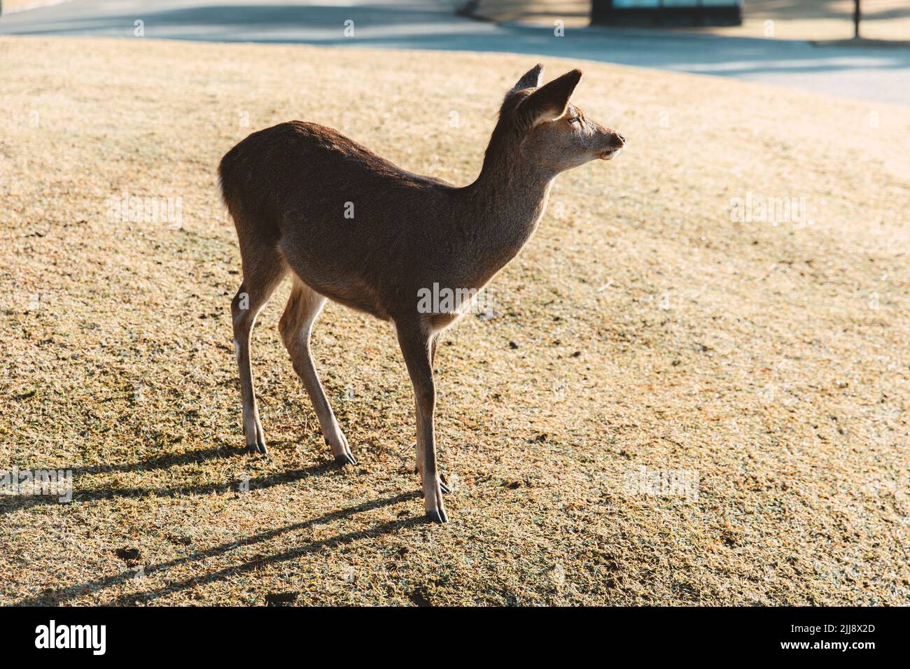 Wild Deer in Nara Park popular travel location in Kansai region of Japan. Stock Photo