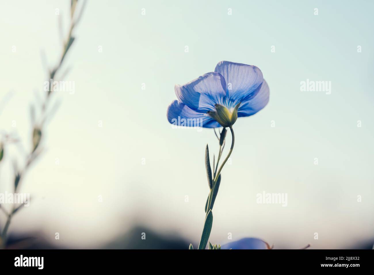 Beautiful single flux flower aginst blue sky. Linum perenne. Creative toning. Natural floral background Stock Photo