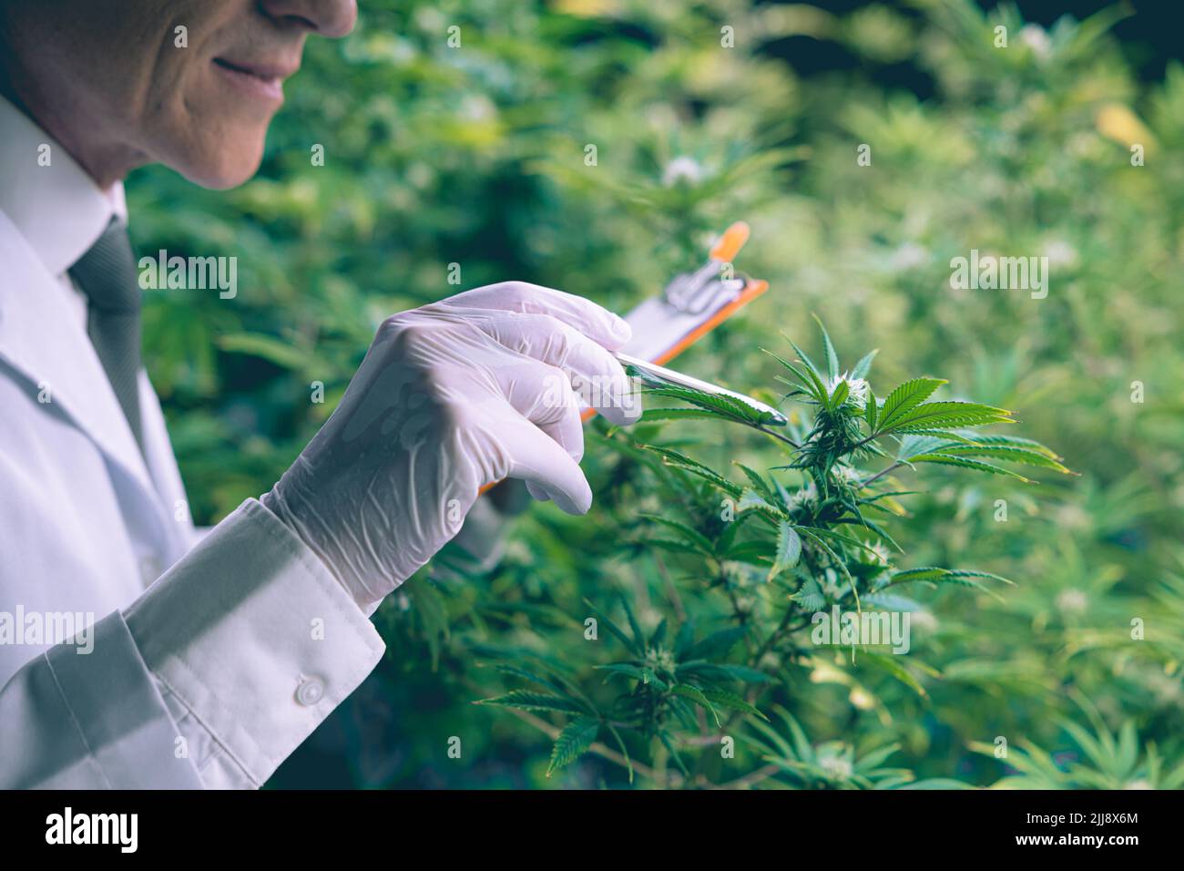 Cannabis Sativa or Cannabis Indica medical plant farming agriculture with scientist working hemp flower bud research for medicine. Stock Photo