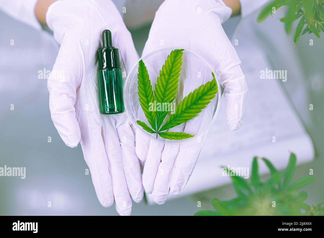 hemp oil cannabis extract CBD medical product or THC oil for pain relief from marijuana leaf plant. Stock Photo