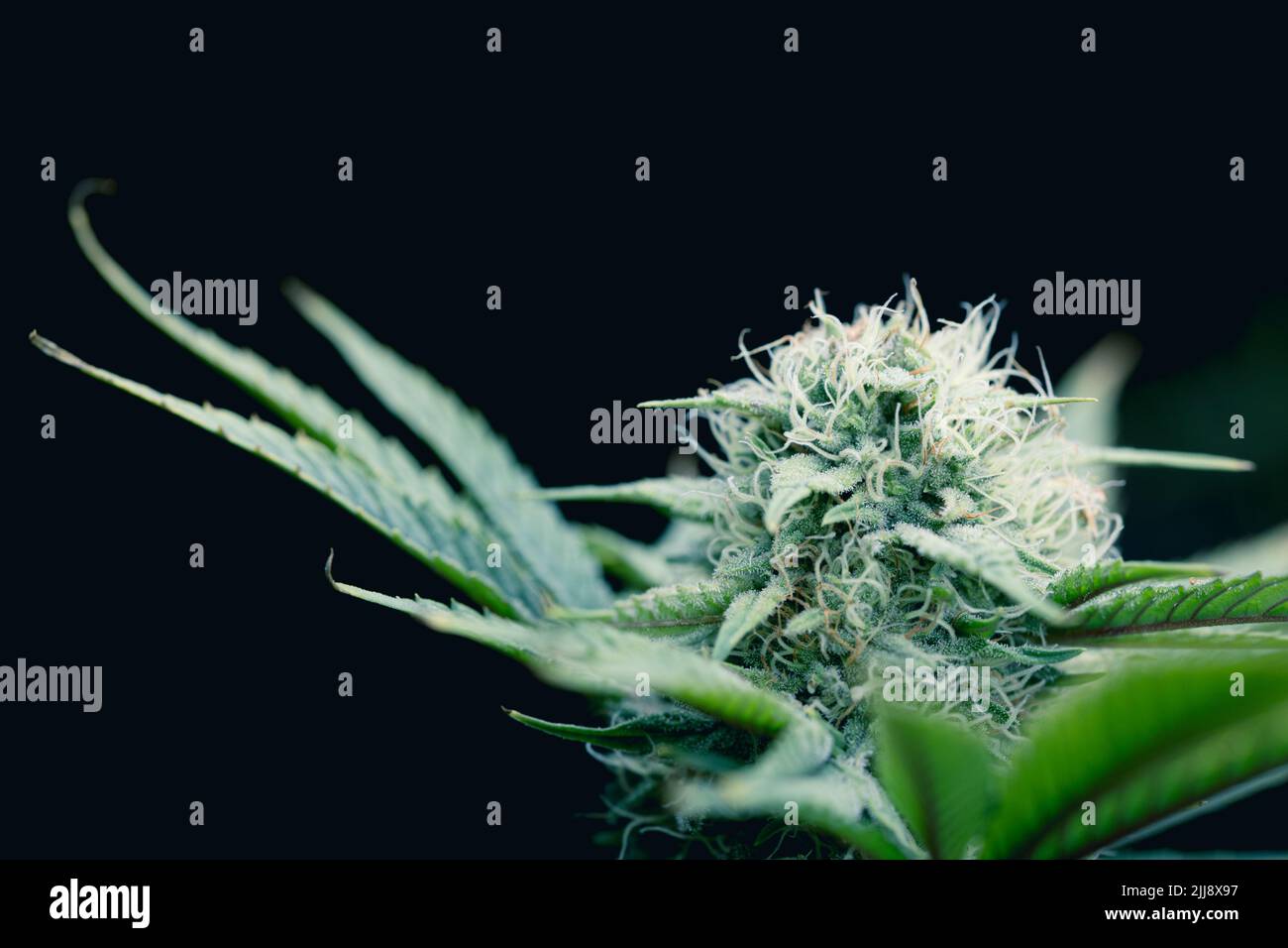Closeup Cannabis Sativa or Cannabis Indica hemp flower bud with space background. Stock Photo