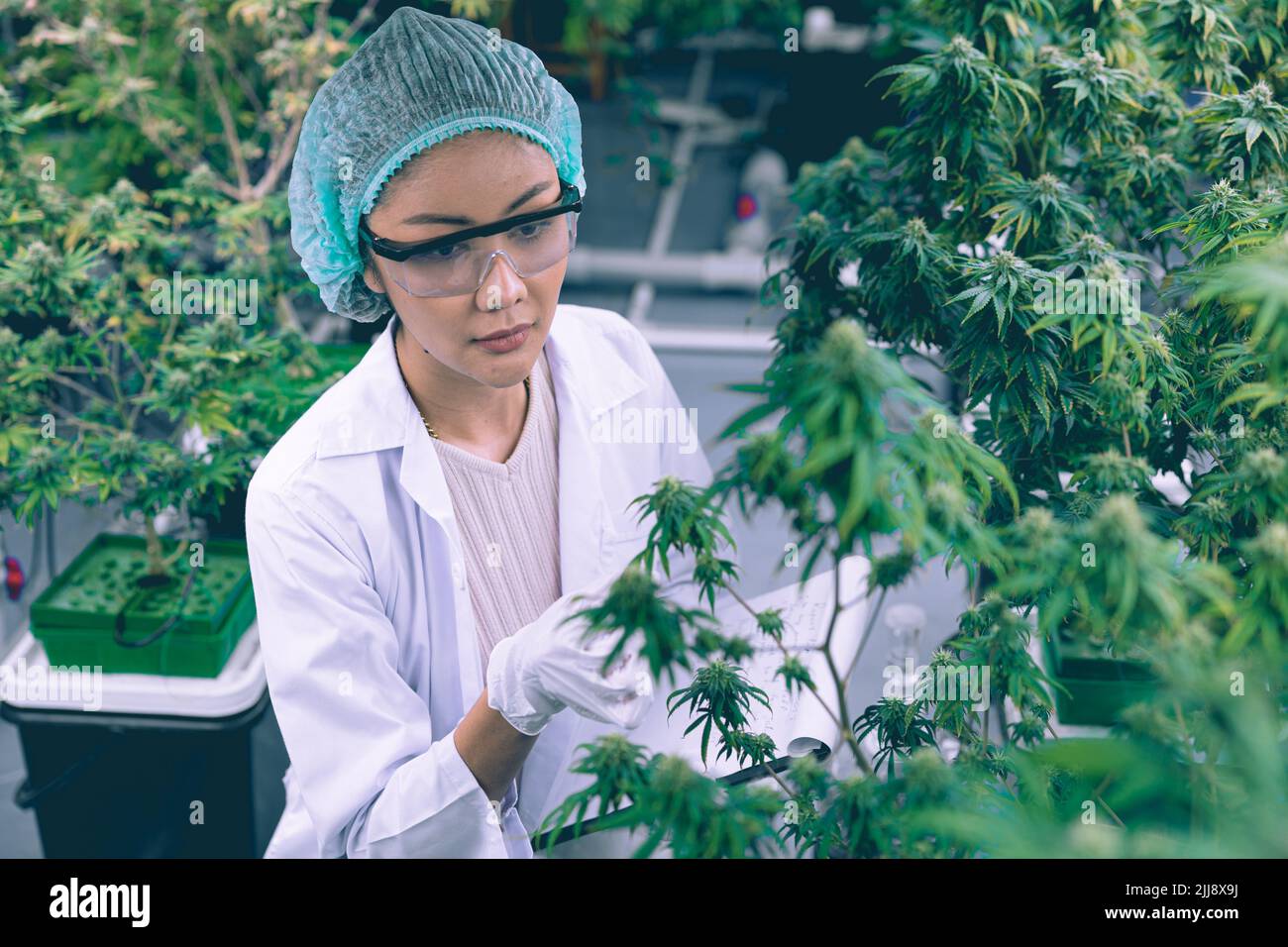 Cannabis Sativa or Cannabis Indica medical plant farming agriculture with scientist working hemp flower bud research for medicine. Stock Photo