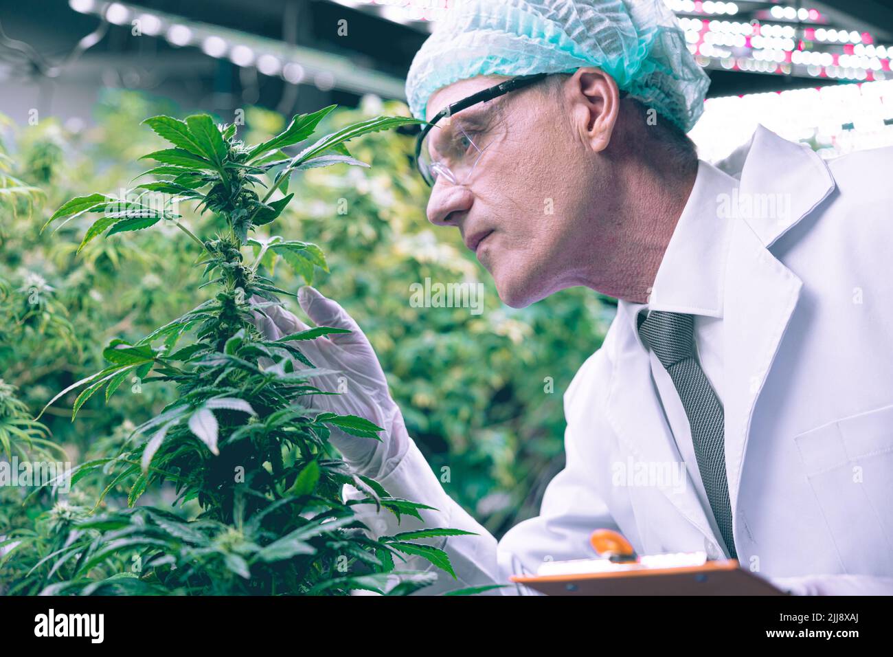 Cannabis Sativa or Cannabis Indica medical plant farming agriculture with scientist working hemp flower bud research for medicine. Stock Photo