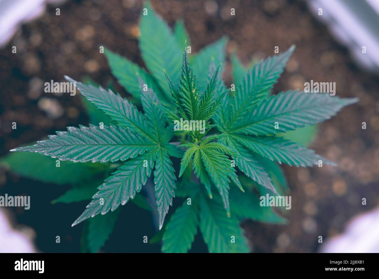 cannabis sativa or indica plant growing in farm closeup top view Stock Photo