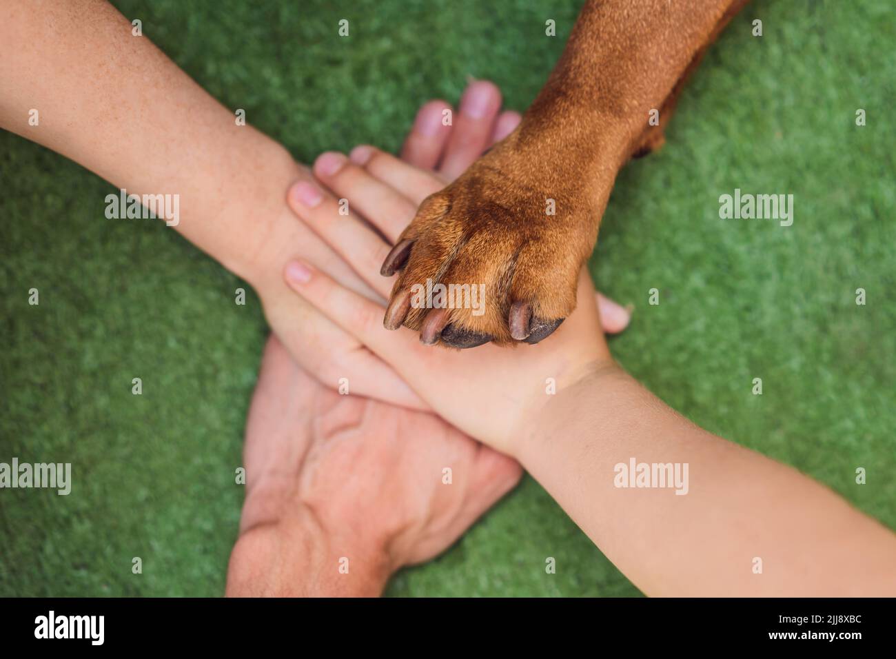 Human hands and dog paw as a team. Fight for animal rights, help animals  Stock Photo - Alamy