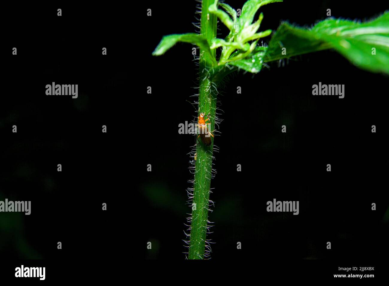 Stwm Insect Insect beetle Cantharidae on plant stem Stock Photo - Alamy