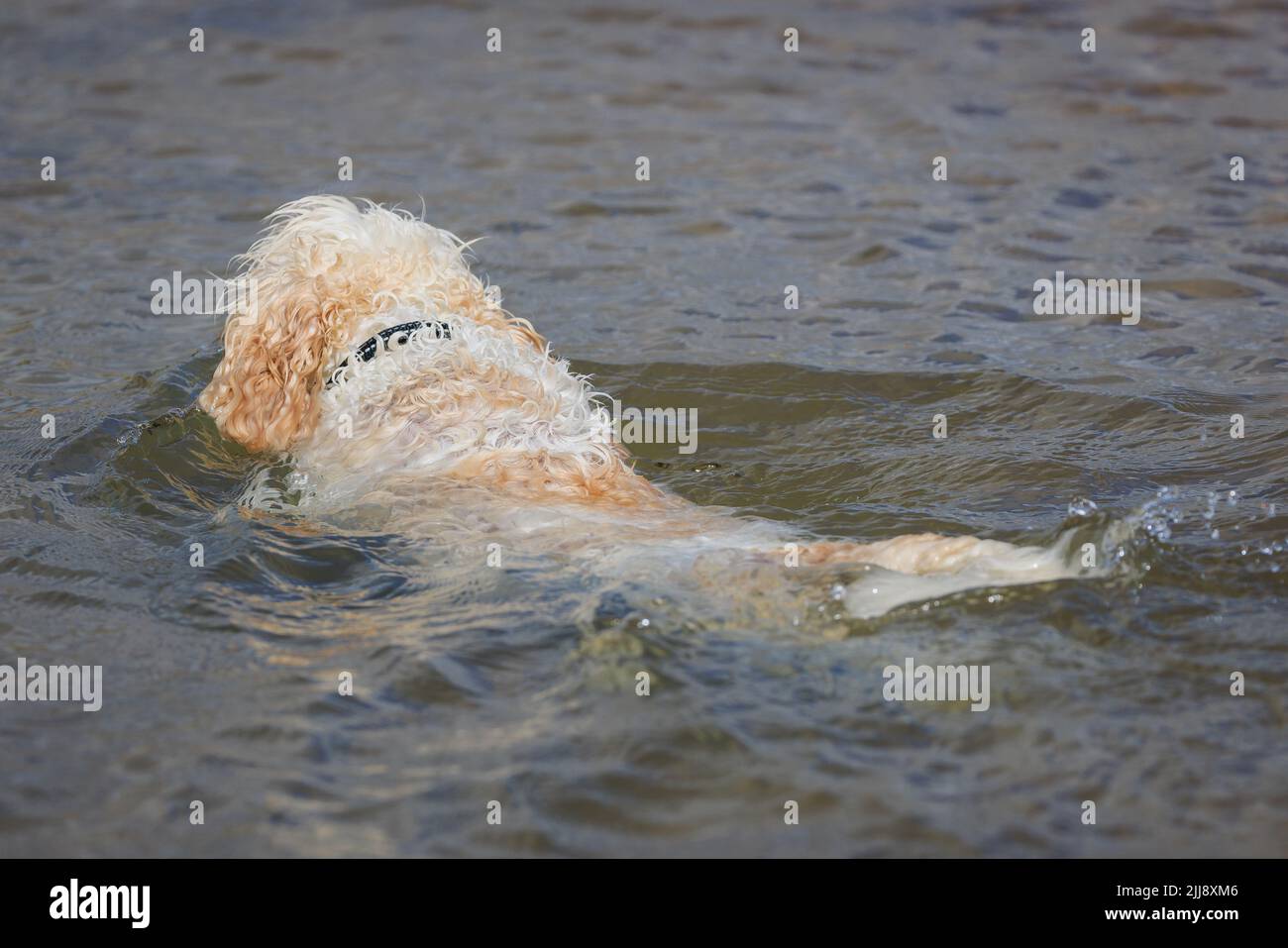 Cavachon Stock Photo