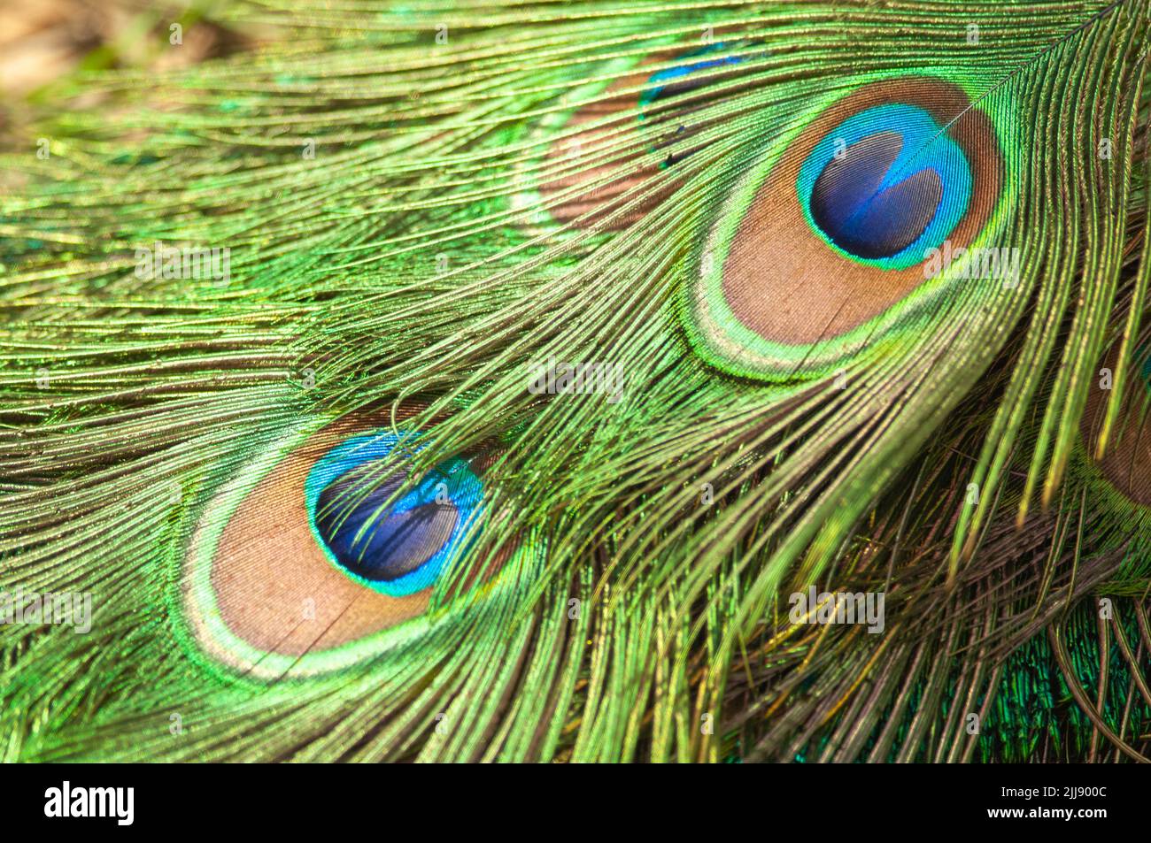 Peacock feather close up Stock Photo