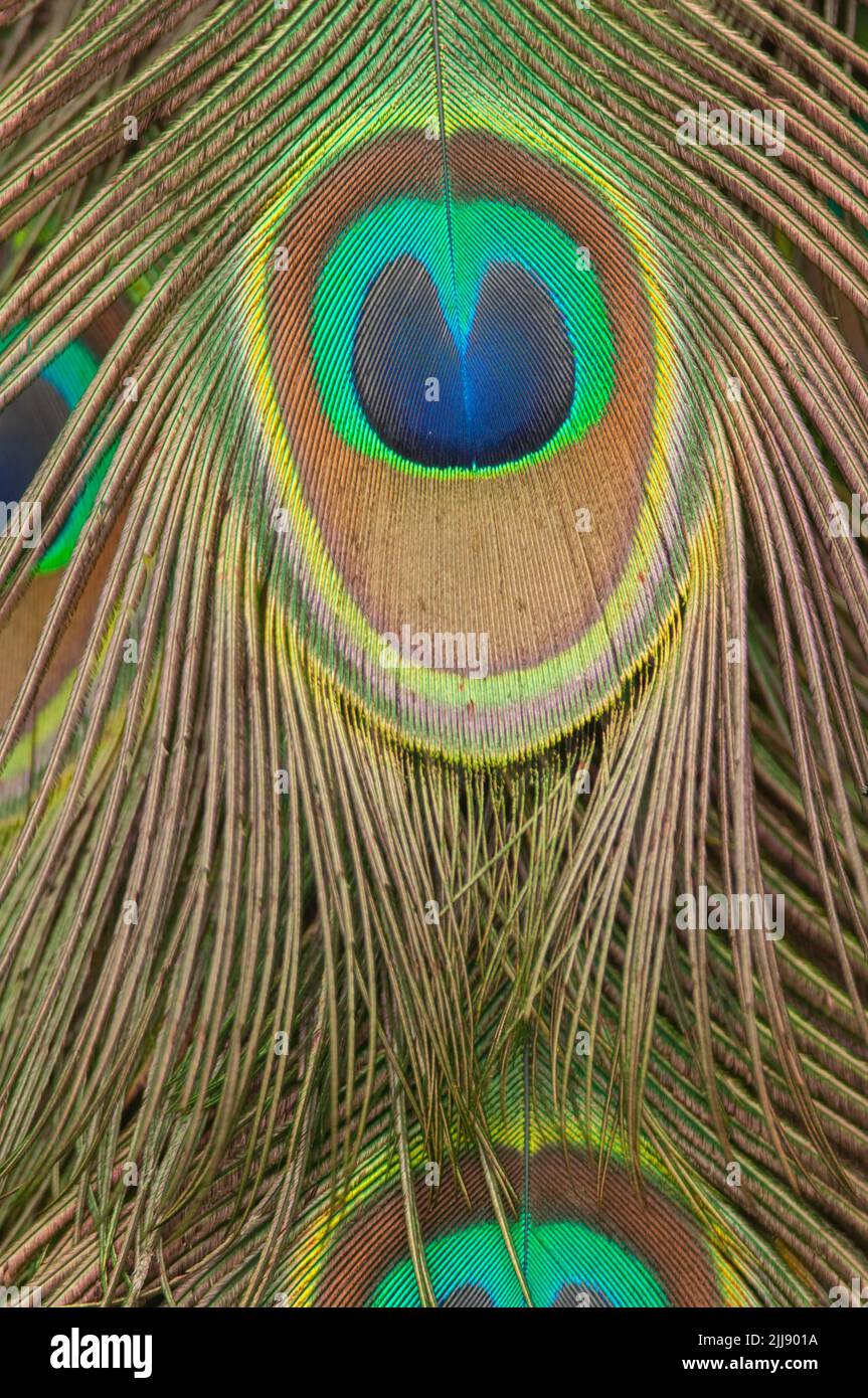 Peacock feather close up Stock Photo