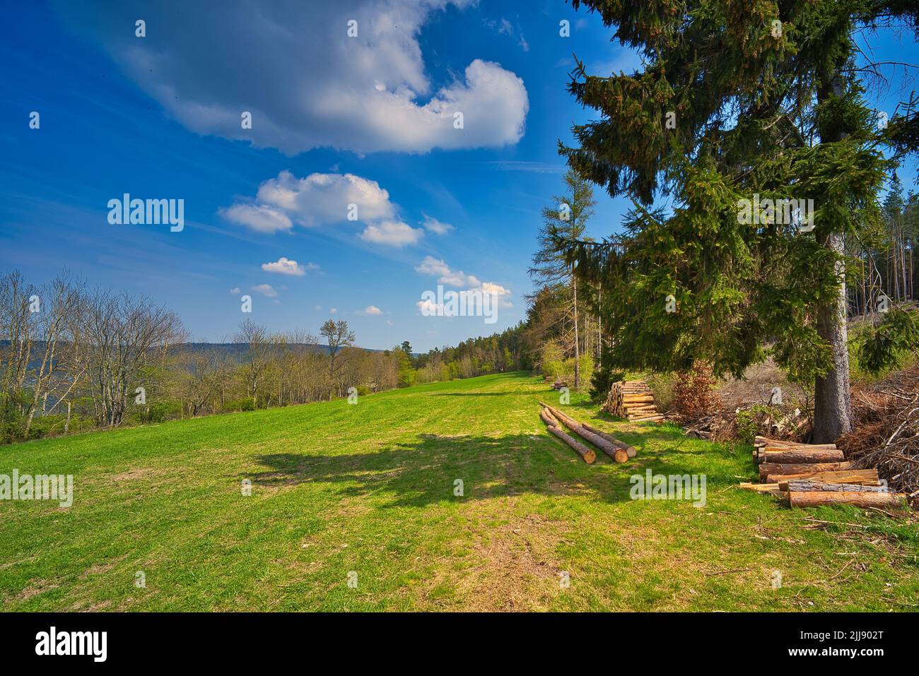A green landscape with field and chopped wood arrenged under the tree ...