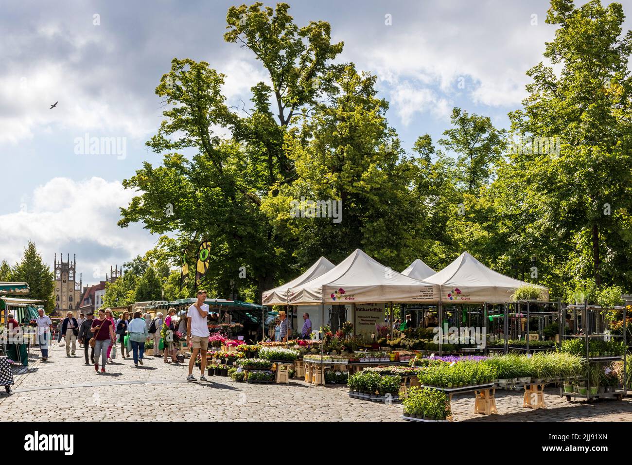Farmers Market in Domplatz square, Münster, Westphalia, North Rhine-Westphalia, Germany Stock Photo