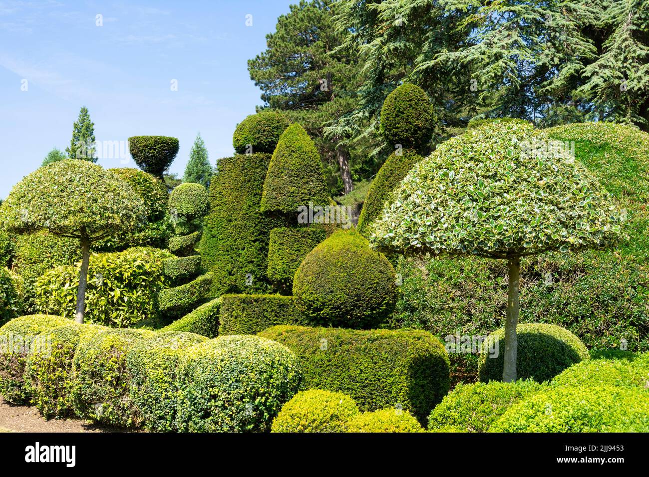 Yew and box Topiary Garden at Brodsworth Hall and Gardens near Doncaster South Yorkshire England UK GB Europe Stock Photo