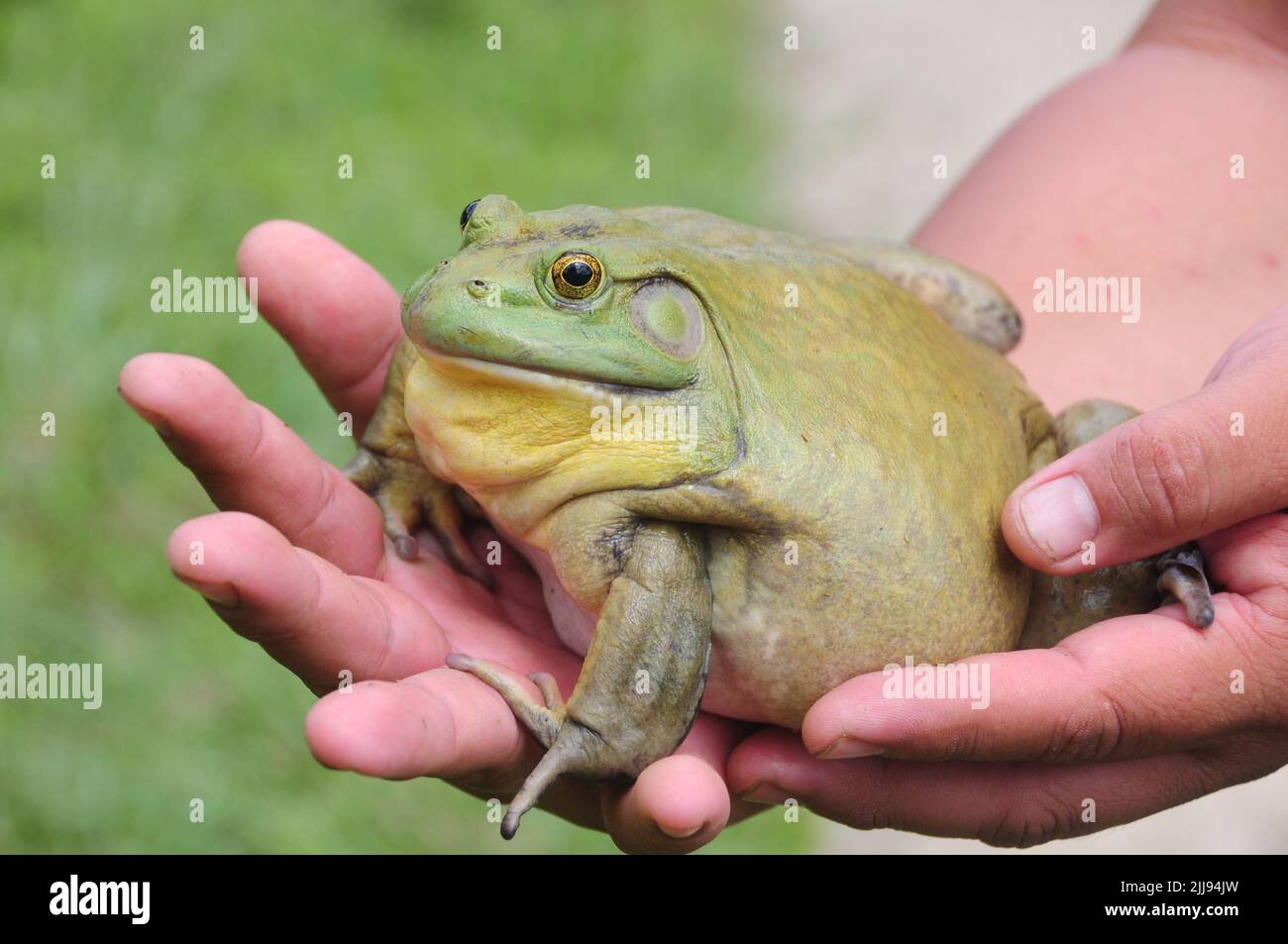 Giant frog hunting hi-res stock photography and images - Alamy