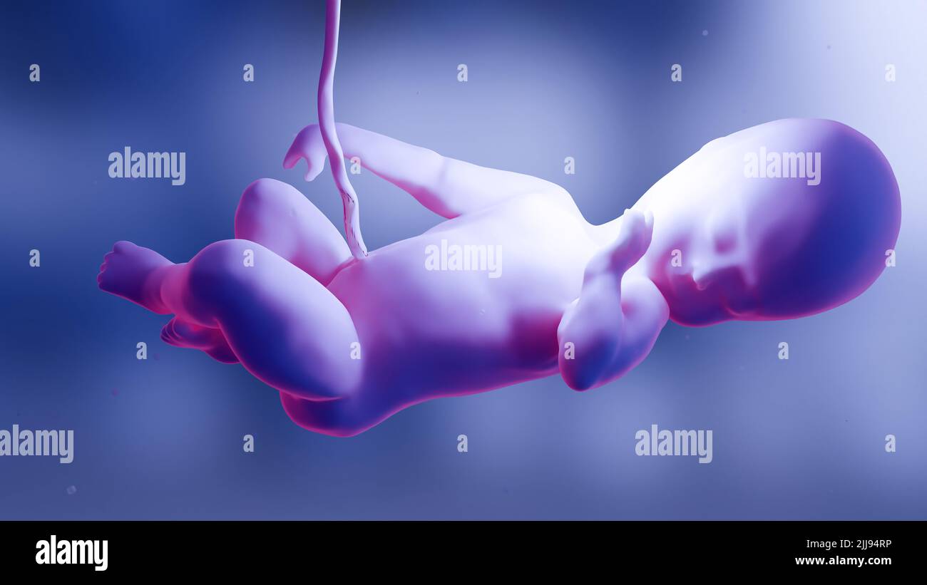 3d rendered medically accurate illustration of a Human fetus inside the womb, Baby Stock Photo