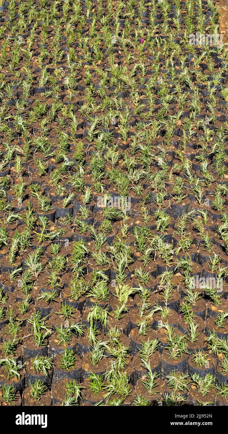 Plant saplings of Rosmarinus officinalis also known as Rosemary, Ruzmarin, Romero, Old Man, Prostrate Rosemary, Biberye kept in plastic cover cultivat Stock Photo