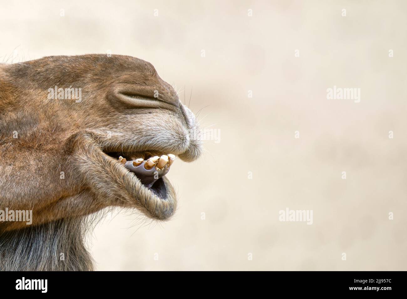 Head of a camel close-up.Close-up of the nose and mouth of a camel, opened his mouth and shows his teeth. Smiling camel. Stock Photo