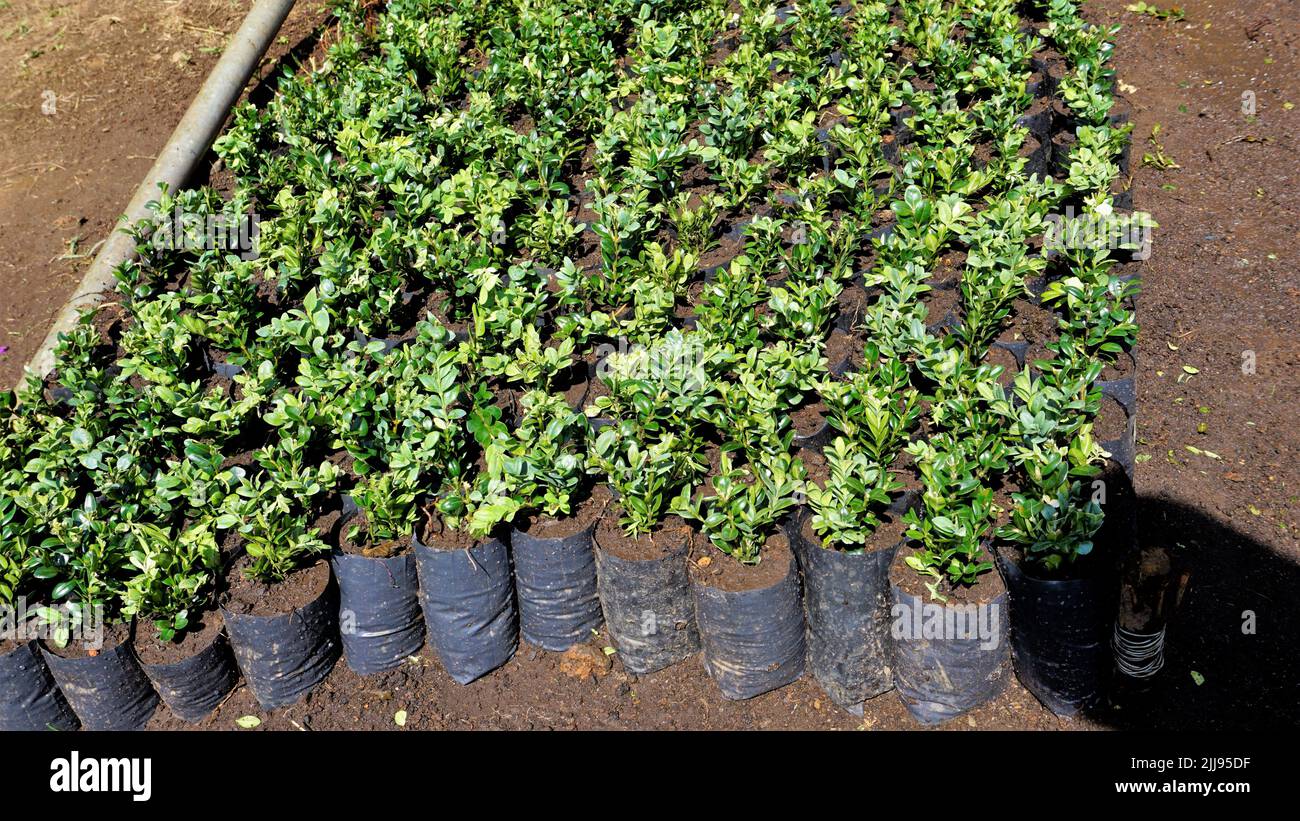 Plant saplings cultivation in plastic cover cultivation in a nursery garden in OOty, Tamilnadu, India. Stock Photo