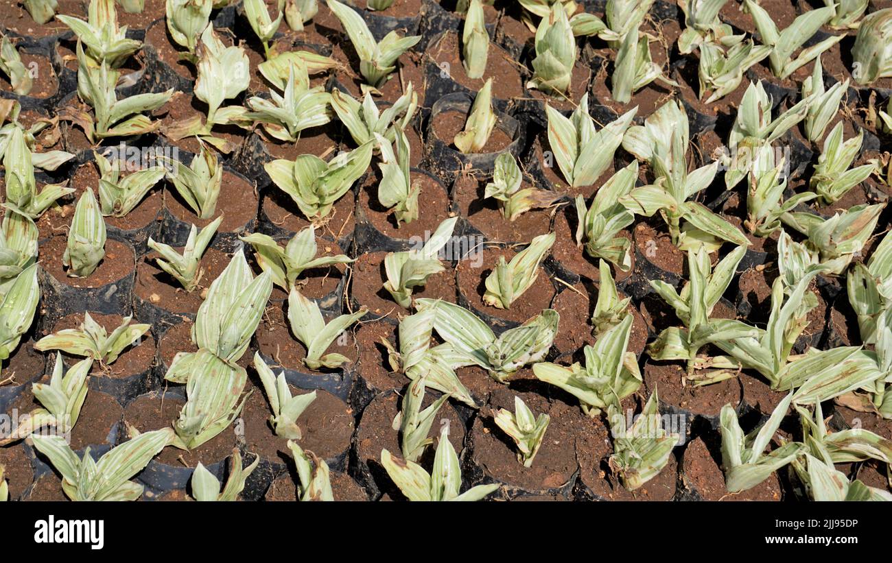 Plant saplings cultivation in plastic cover cultivation in a nursery garden in OOty, Tamilnadu, India. Stock Photo