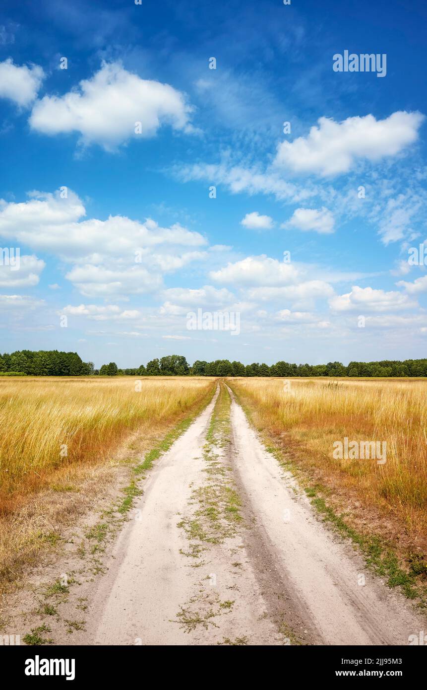 Dirt road cutting through a meadow on a sunny day with blue sky. Stock Photo