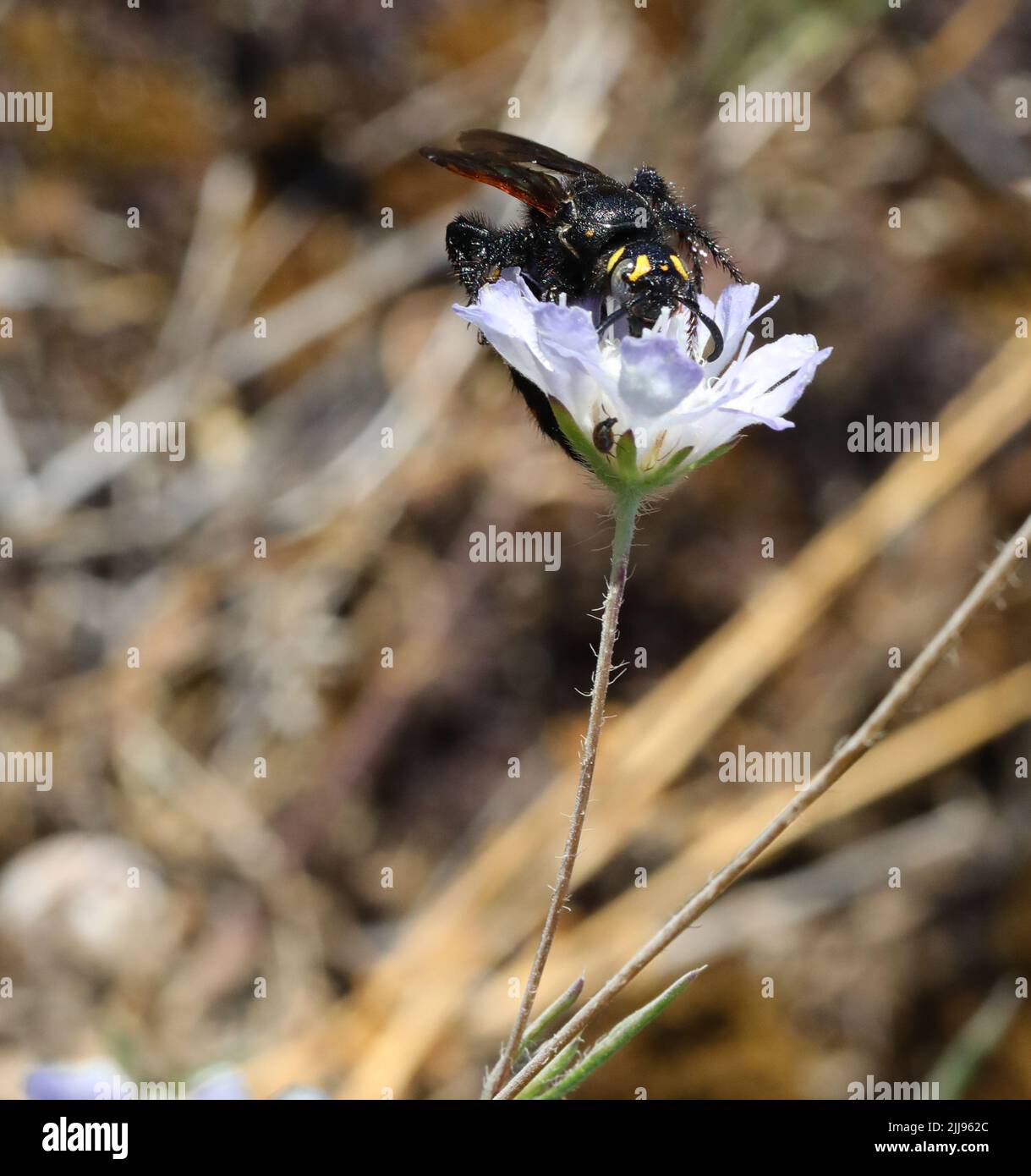 Mammut hi-res stock photography and images - Page 3 - Alamy