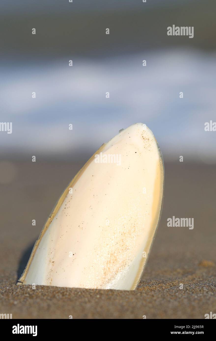 white cuttlefish bone on the shore of the sandy beach with the blurred sea on the background Stock Photo