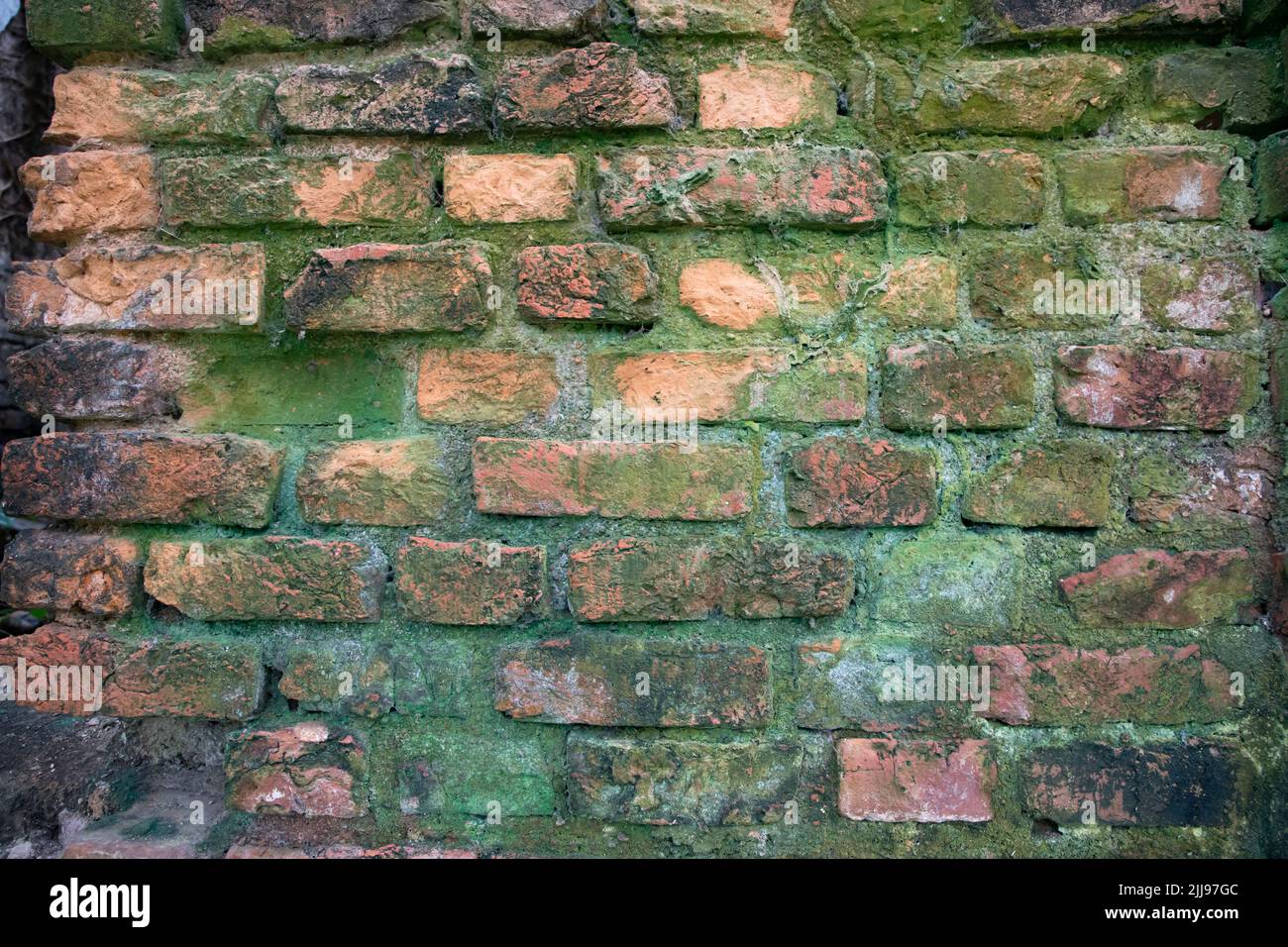 Fungi Green moss on the old brick wall has an abstract background