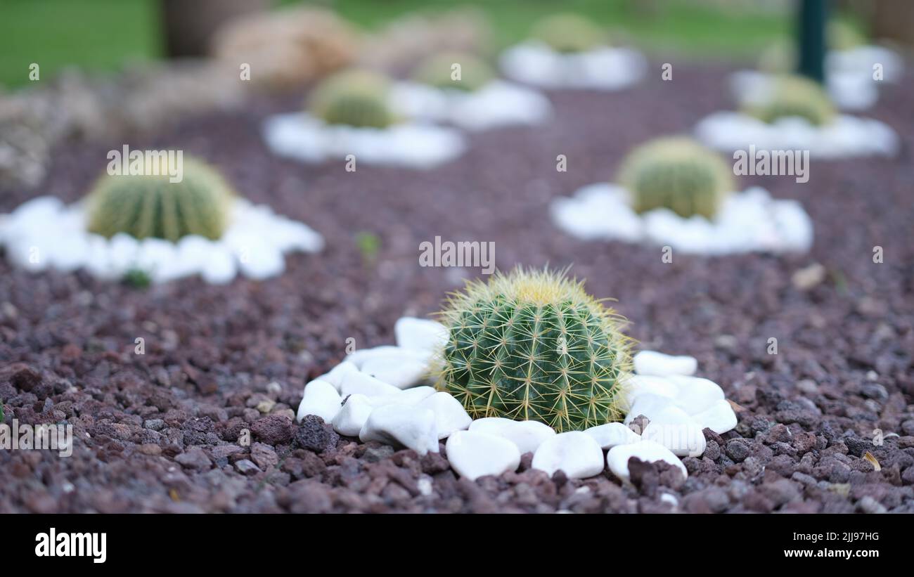 Flowerbed of cactus flowers in the garden with purple and white stones Stock Photo
