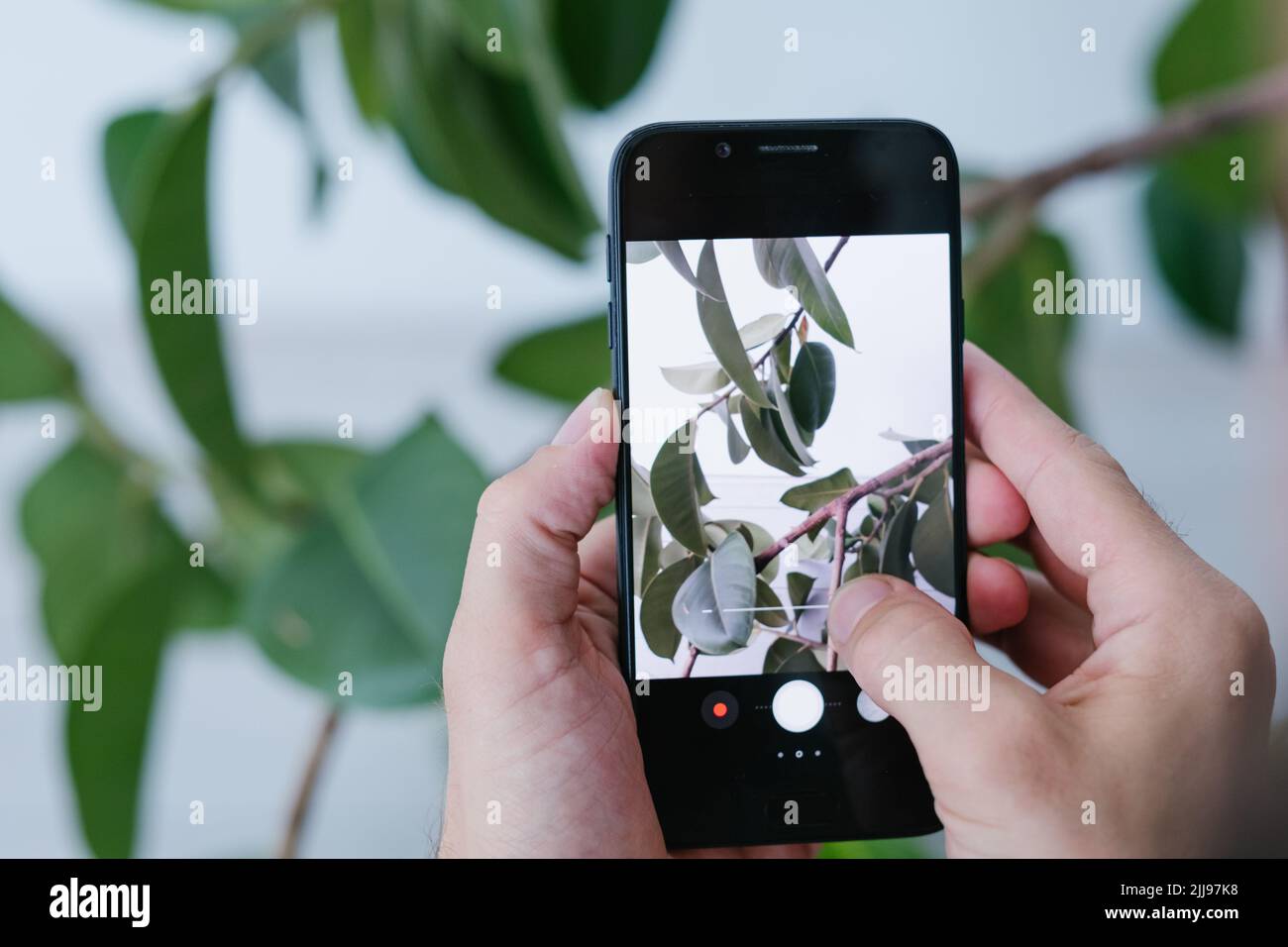 blogger taking photo green ficus hands phone Stock Photo