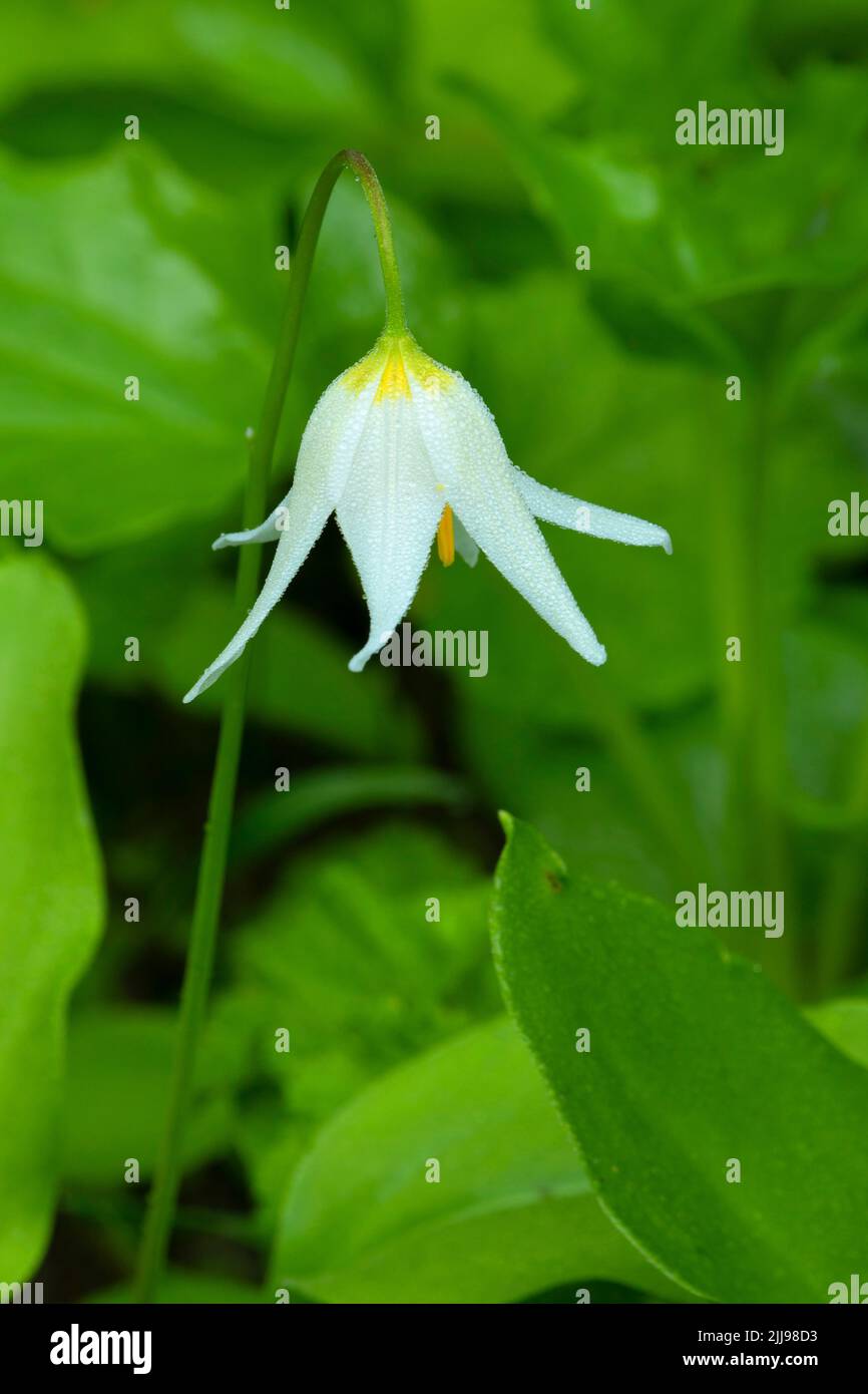 Avalanche lily (Erythronium montanum) along Boundary Trail, Mt St