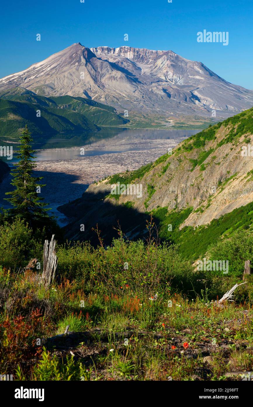 Mt St Helens from Norway Pass, Mt St Helens National Volcanic Monument, Washington Stock Photo
