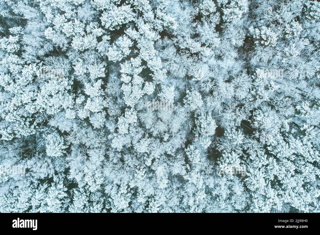 Aerial view of snow pine coniferous forest in landscape in winter. Top view flat view from attitude. Drone view of european woods at wintertime Stock Photo