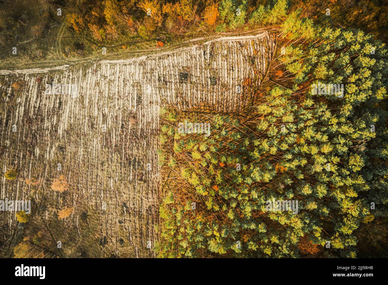 Aerial view green pine forest in deforestation area landscape. Top view of european nature from high attitude in autumn season. Drone view. Bird's eye Stock Photo