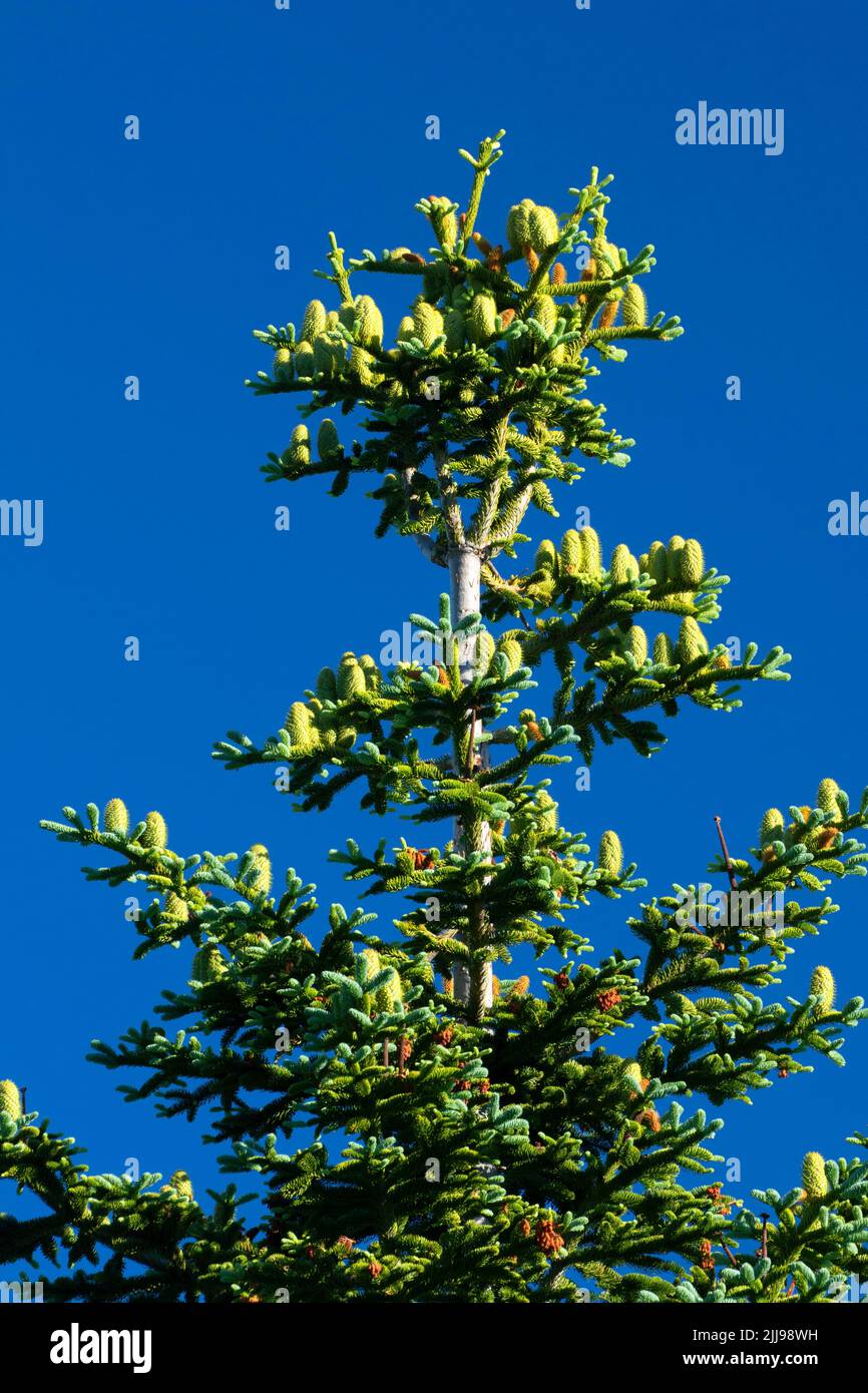 Fir with cones at Johnston Ridge, Mt St Helens National Volcanic Monument, Washington Stock Photo