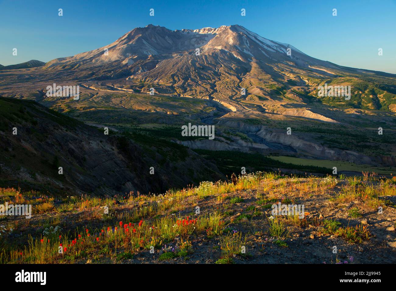 Mt St Helens from Johnston Ridge, Mt St Helens National Volcanic Monument, Washington Stock Photo