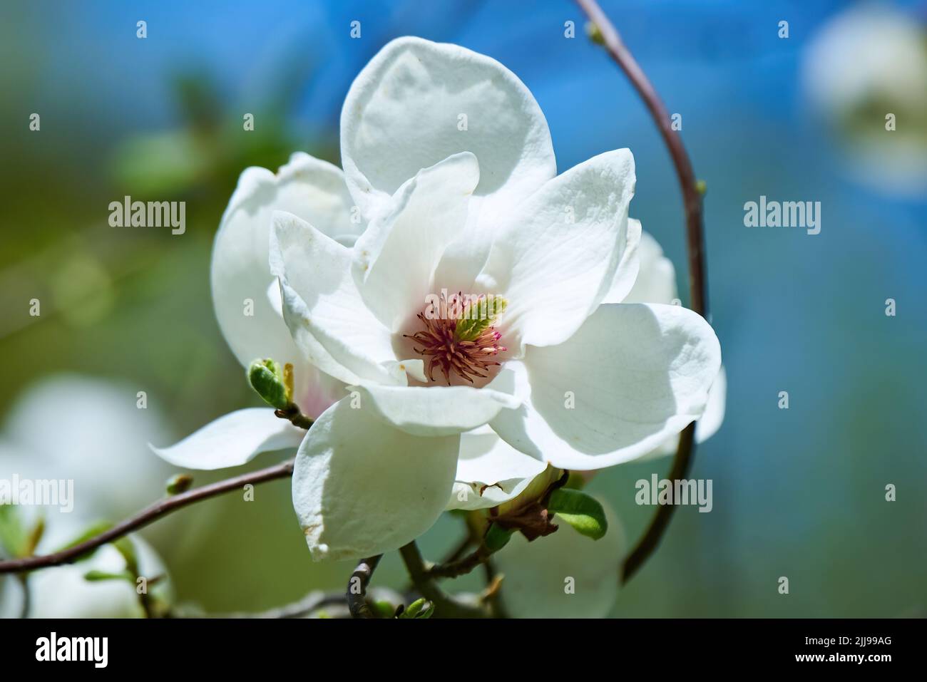 Yulan magnolia or lilytree ( Magnolia denudata ). Official city flower